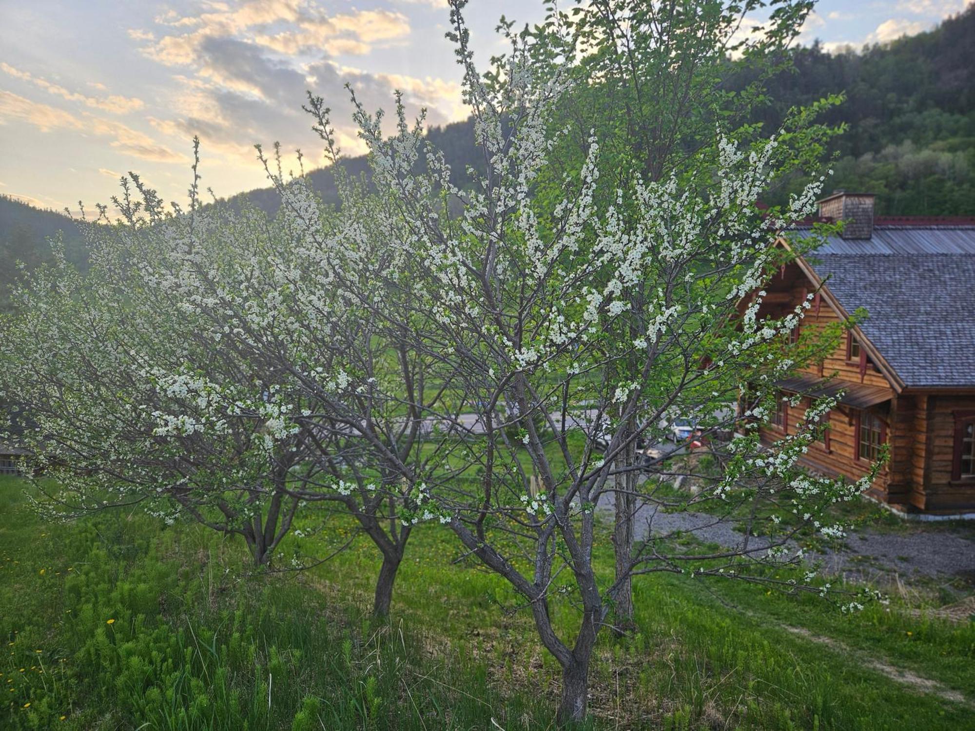 Le Repaire Viking Bed and Breakfast Sainte-Rose-du-Nord Εξωτερικό φωτογραφία